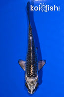 4.25" KIKOKURYU