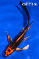 5.75" BENI KIKOKURYU BUTTERFLY
