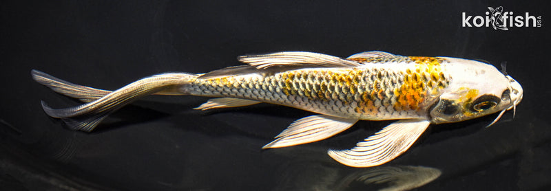 8" KUJAKU BUTTERFLY