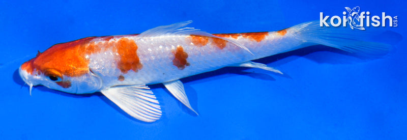 5" HARIWAKE