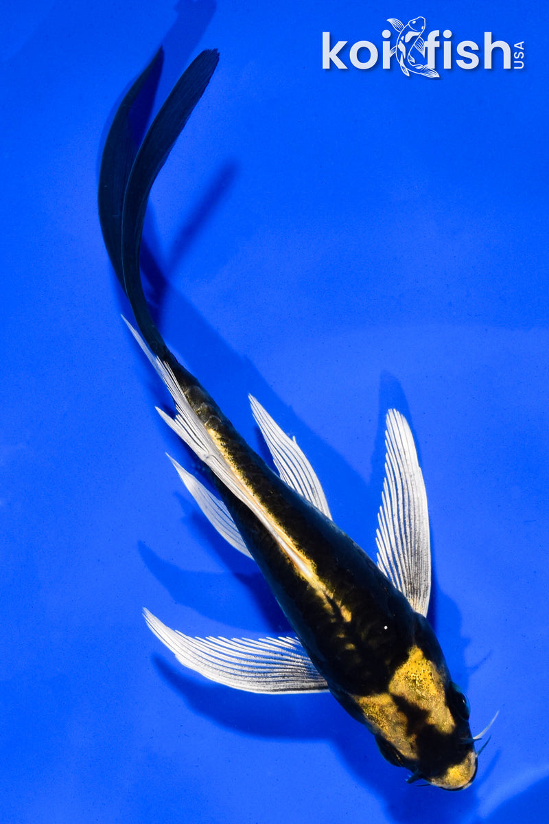 5" KABUTOBUTTERFLY
