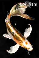 9.25" KIN KIKOKURYU BUTTERFLY