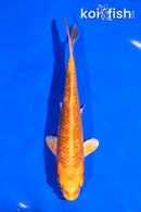5.5" GINRIN ORENJI OGON