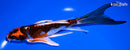 7.25" ARAGOKE BENI KIKOKURYU BUTTERFLY