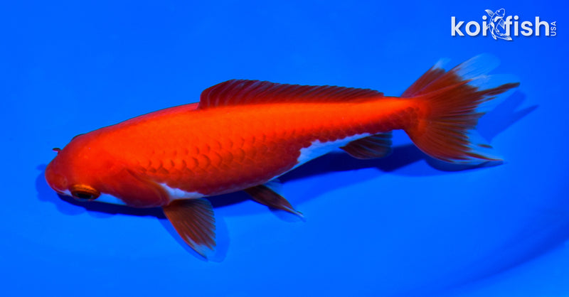 5.75" WAKIN GOLDFISH