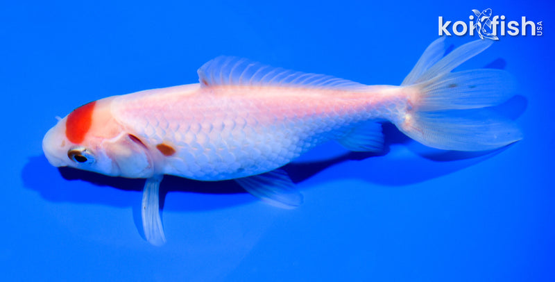 5.25" WAKIN GOLDFISH