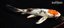 8" YAMATO NISHIKI BUTTERFLY