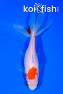 5.25" WATONAI GOLDFISH