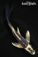 5.5" KIKOKURYU BUTTERFLY