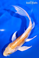 6" DOITSU LEMON HARIWAKE BUTTERFLY