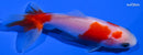 3.75" WAKIN GOLDFISH
