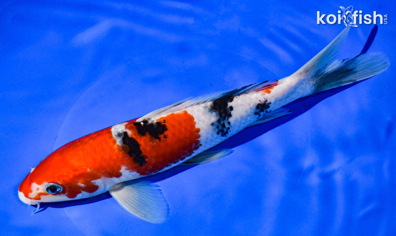 8.5" SANKE