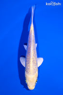 5" GINRIN YAMABUKI OGON