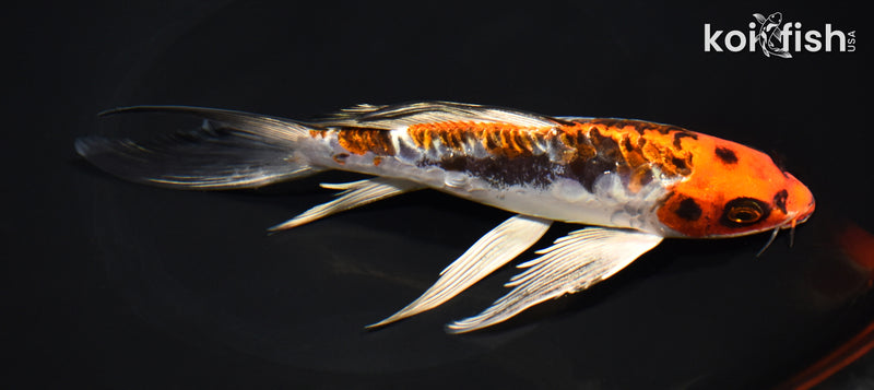 8" ARAGOKE BENI KIKOKURYU BUTTERFLY