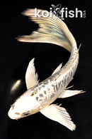 7.25" DOITSU GIN MATSUBA BUTTERFLY