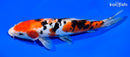 9.75" DOITSU SANKE