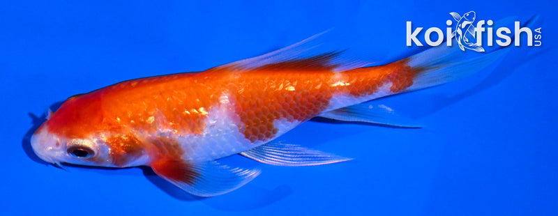 4.5" GINRIN HARIWAKE BUTTERFLY