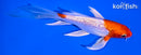 6.25" GINRIN HARIWAKE BUTTERFLY