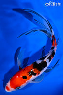 8" SANKE BUTTERFLY