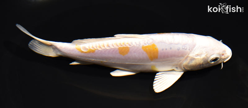 7" DOITSU HARIWAKE