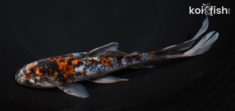 7.25" SHUBUNKIN GOLDFISH