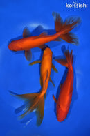 PACK OF (3) 5-6" WAKIN GOLDFISH