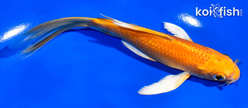 5.5" ORENJI OGON BUTTERFLY