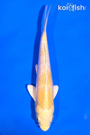 5.5" YAMABUKI OGON