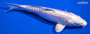 6.5" DOITSU PLATINUM OGON