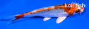 4.5" KUJAKU