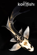 5.5" KIKOKURYU BUTTERFLY