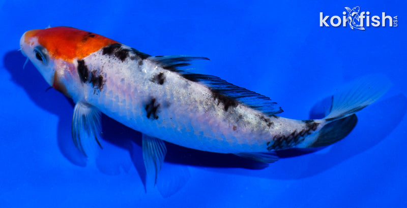 5.5" SANKE
