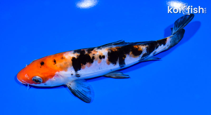 7" DOITSU SANKE