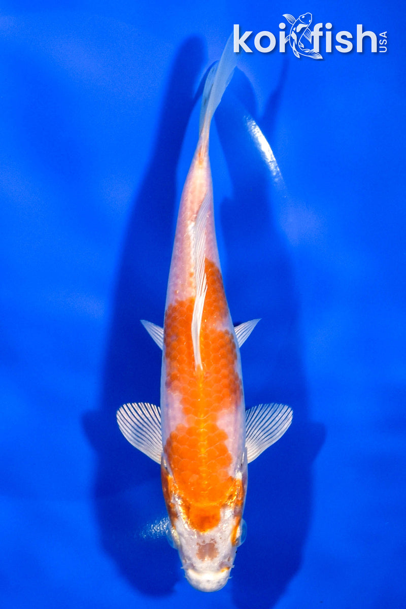 6.25" HARIWAKE