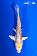 5" DOITSU LEMON HARIWAKE