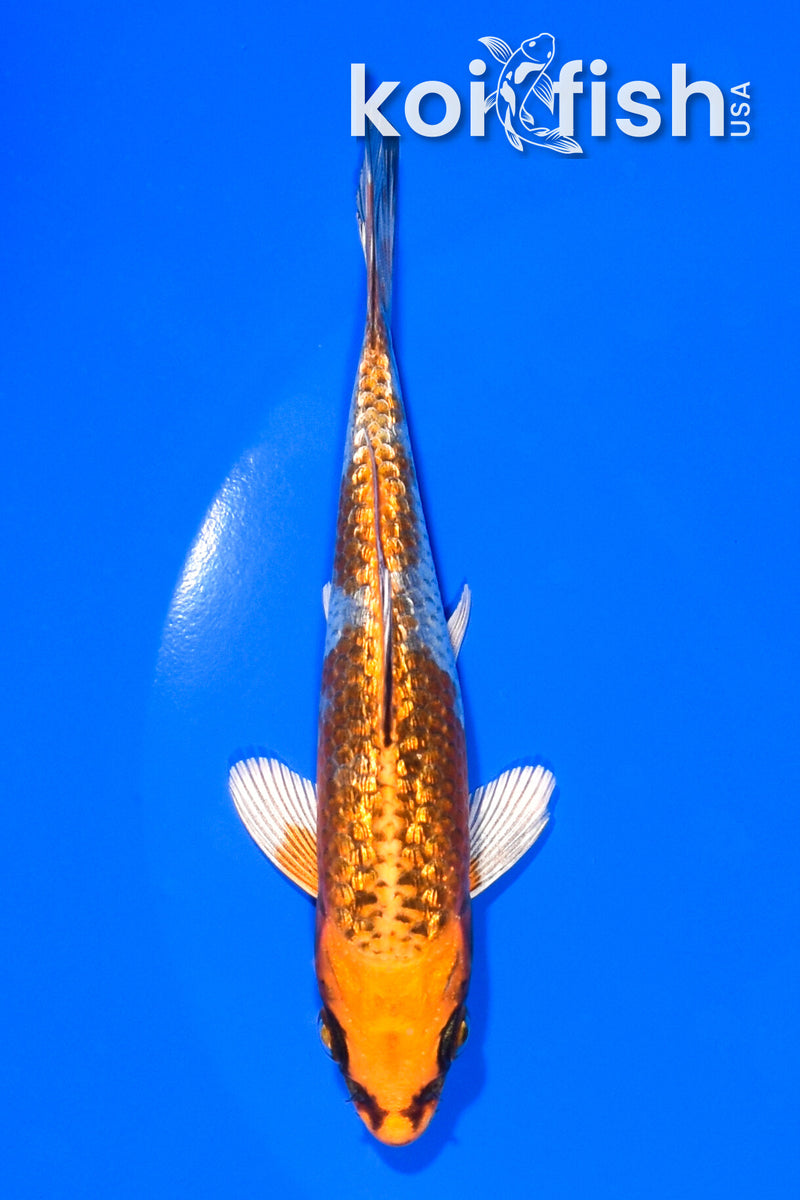 5" GINRIN BENI GINGA