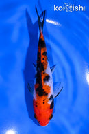 5.75" SANKE