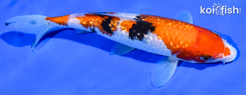 6.5" GINRIN SANKE