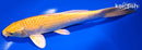8.5" YAMABUKI OGON