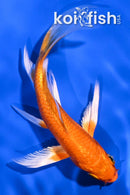 4.75" ORENJI OGON BUTTERFLY