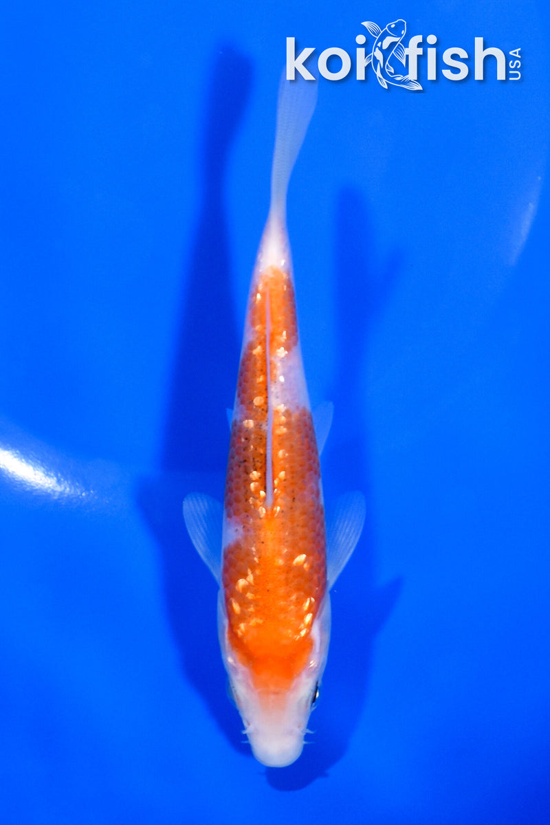 5.5" GINRIN KOHAKU
