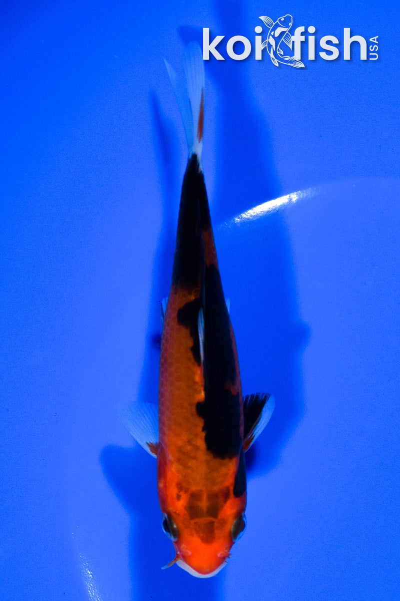4.75" AKA SANKE