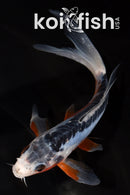 5.5" HI SHUSUI BUTTERFLY