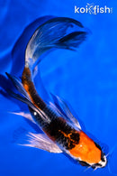 5.5" KUJAKU BUTTERFLY