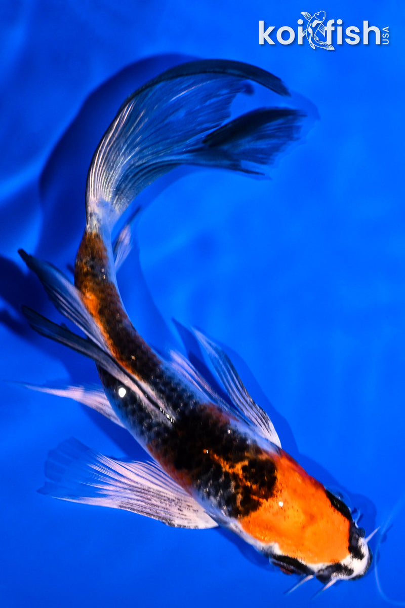 5.5" KUJAKU BUTTERFLY