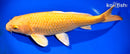 15.75" YAMABUKI OGON