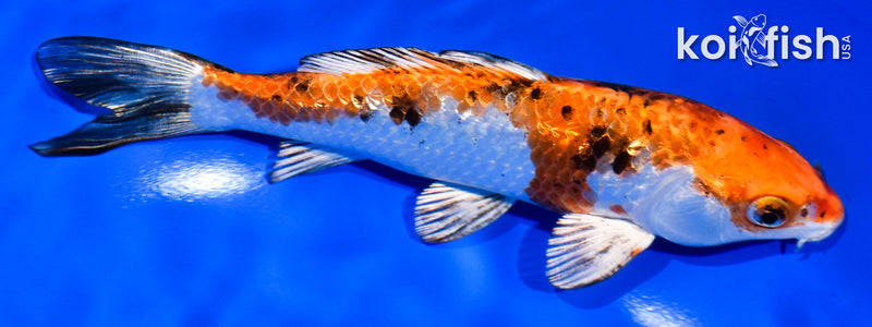 6" GINRIN YAMATO NISHIKI