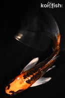 4.75" ARAGOKE BENI KIKOKURYU BUTTERFLY