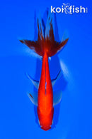 6.25" WATONAI GOLDFISH