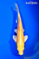 7.75" YAMABUKI OGON